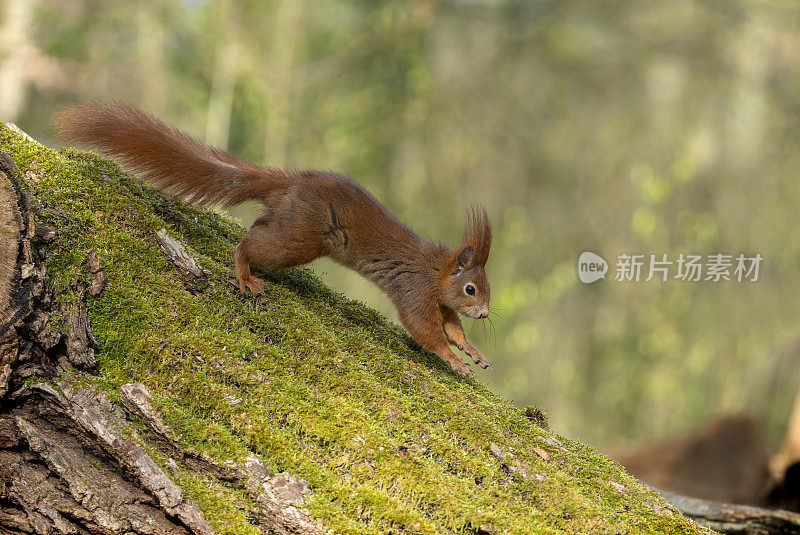 奔跑的欧亚红松鼠(学名Sciurus vulgaris)